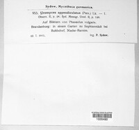 Uromyces appendiculatus image